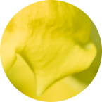 EVENING PRIMROSE OIL