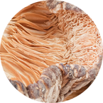 SHIITAKE