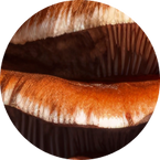 REISHI MUSHROOM